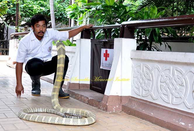 saovhapa snake institute